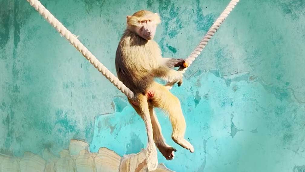 НЕ ПОВТОРЯЙТЕ! Бывший ЗАМОРЫШ Степан, без СТРАХОВКИ исполняет ТРЮК! Люся и Маня жуют и СМОТРЯТ! смотреть онлайн