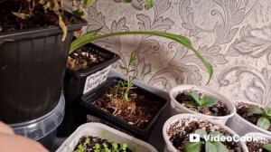 Обзор стеллажа  для рассады.И обзор моей рассады на  стеллаже.👍