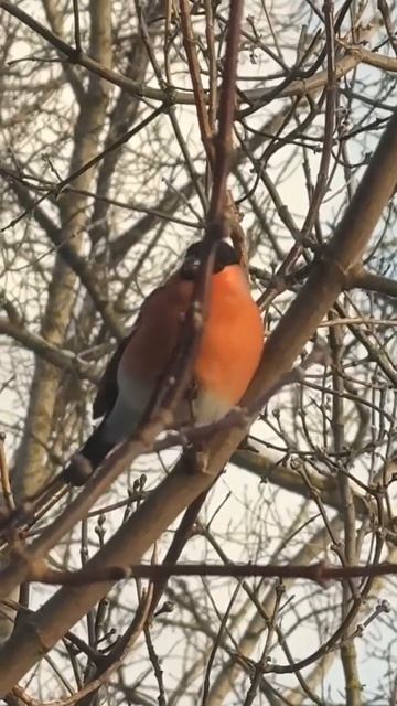 ВЕСНА БЛИЗКО