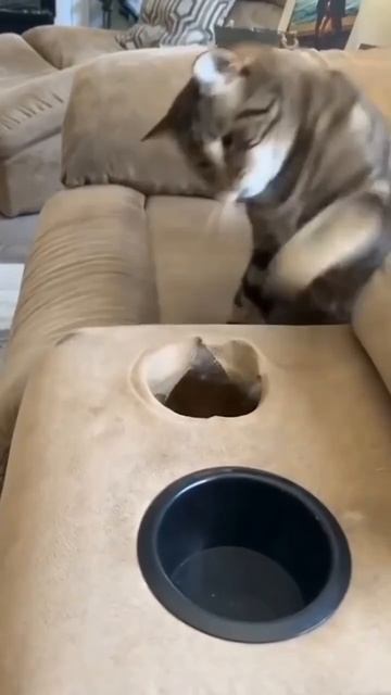 Кошки вы как все ещё там не исчезли?