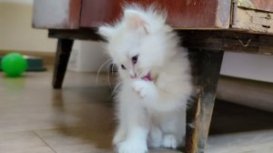 Кошки и котята просят еды. Котенок Микки умывается после еды.