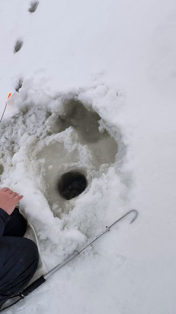 первая щука на жерлицы в 2026г_-3