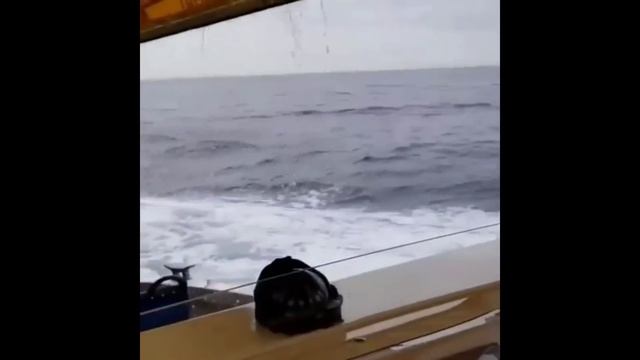 Я РЖАЛ ДО СЛЕЗ _⁄ СМЕШНЫЕ ЖИВОТНЫЕ _⁄ КОТЫ СОБАКИ И ПРОЧИЕ _⁄ приколы с животными смотреть онлайн