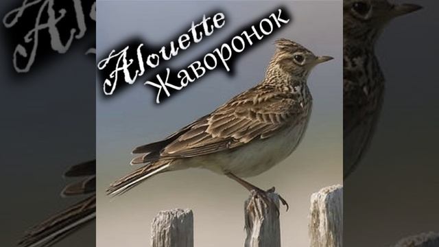 ИСТОРИИ О ПЕСНЯХ: "В мире животных": как рождественская кантата стала песней про жаворонка? смотреть онлайн