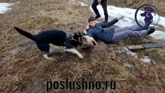 Обучение собаки охране. Школа poslushno.ru
