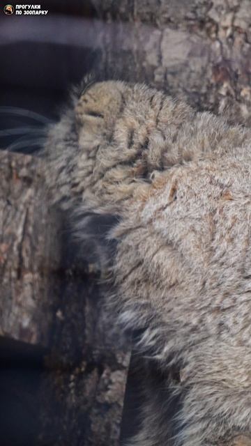 Манул Свэн посмотрел на гостей и пошел чесаться. Ленинградский зоопарк