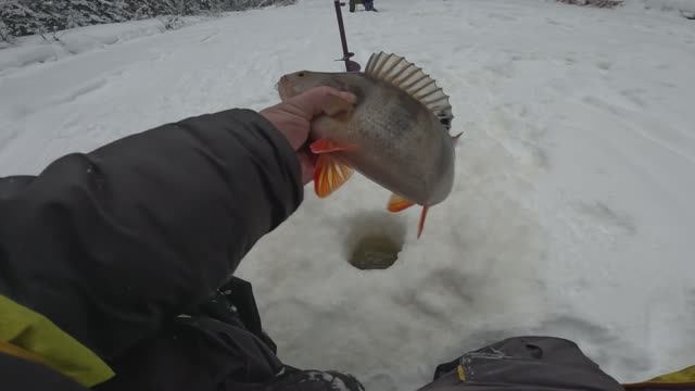 Треш рыбалка на Северной Сосьве. Едем дубасить полосатого. Январь 2026г. Ч.4