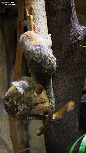 Карликовые игрунки едят камедь. Ленинградский зоопарк