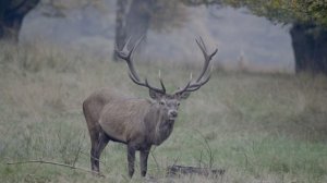 Дикая энергия: животные в Dolby Vision