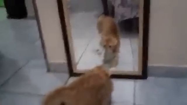 кот и зеркало кот и зеркало