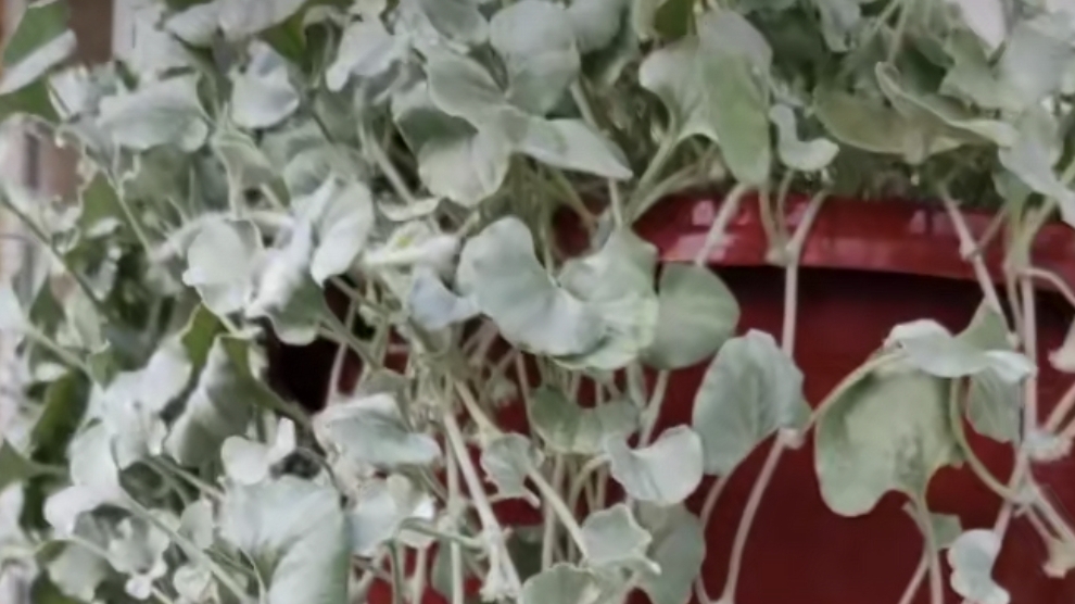 Сроки посева дихондры