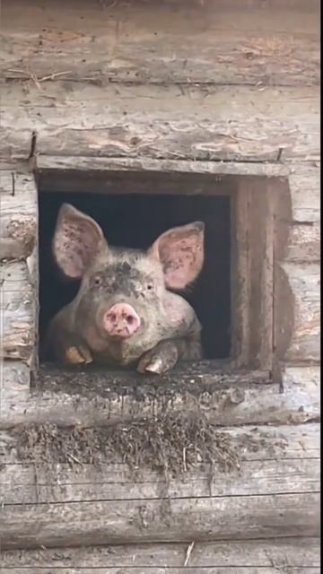 Свиньи тоже люди..