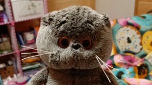 басик собирается в школу