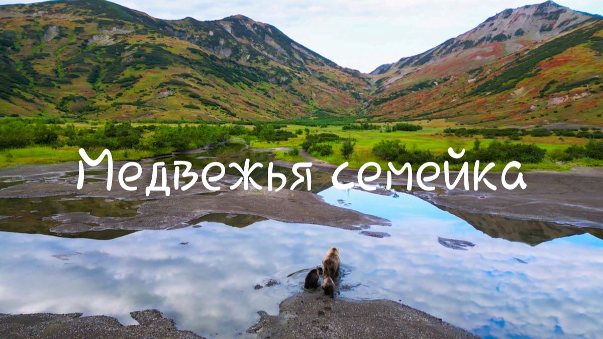Медвежья семейка. Умилительные кадры.🥰 смотреть онлайн