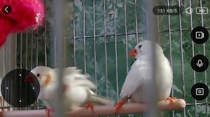 Зебровые амадины