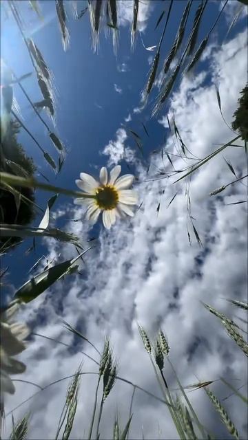 🧘 Весенние цветы — медитация среди полей