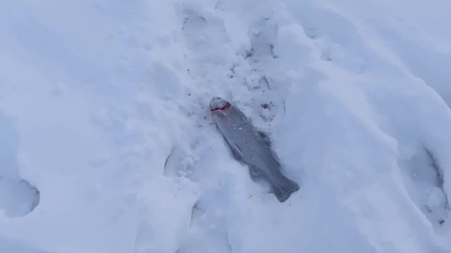 5711.mp4 смотреть онлайн