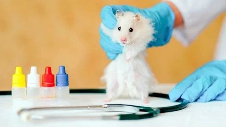 Болезни хомяков 🐹 Часть 1