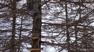 Зимняя сказка с птичками в Магадане