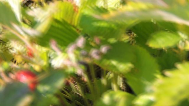 DSCN1994Вспомним лето .На вырубках поспела земляника . DSCN1994Вспомним лето .На вырубках поспела земляника .