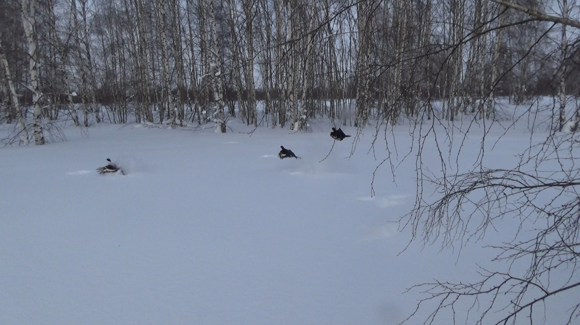 Тетерев. Охота на тетерева оказалась самой трудовой в сезоне.