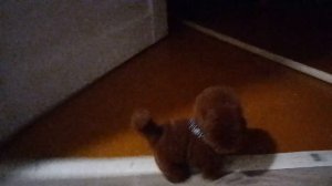 у меня есть собака