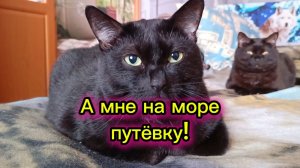 КОШКИ С ОЗВУЧКОЙ.