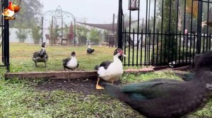 Забавные утки мускусные и пекинские на свободном выгуле со своими друзьями ч.(351) ❣️🤗😂