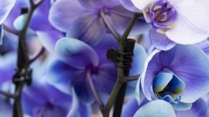 Обсуждение_темы__Насколько_важен_Святой_Дух_Углубление_в_механику