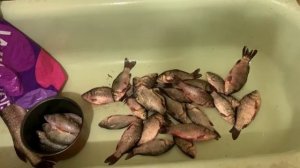 Крым Феодосия Рыбы НАЛОВИЛ Купаюсь на Море Вода 19 00C 3 ОКТЯБРЯ Крымский Крым Феодосия