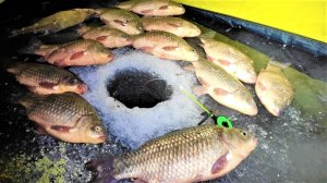 Это МОНСТРЫ - КАРАСИ ЛАПТИ ЗА КИЛО!! Зимняя рыбалка на карася