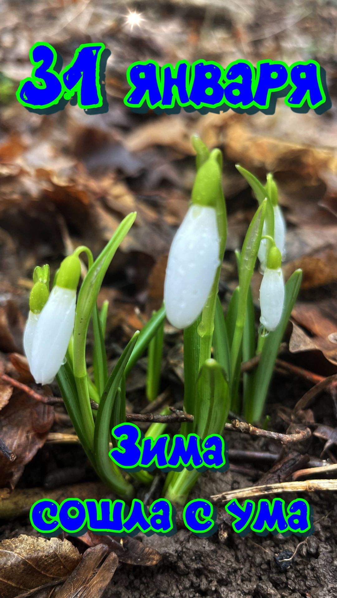 Подснежники в январе