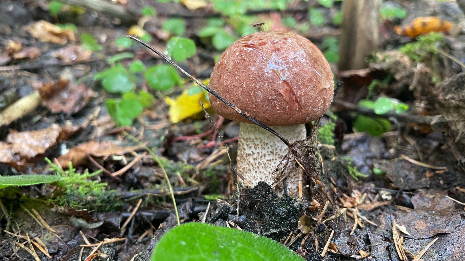 Первые грибы в Пермском крае! Сезон 2025. смотреть онлайн