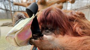 Сумочки я не люблю - я их ОБОЖАЮ! Подарочек Данусе! Дана - умная, яркая звездочка Тайгана!