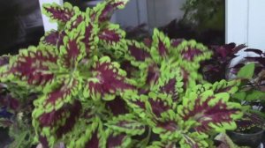 Колеусы в феврале.