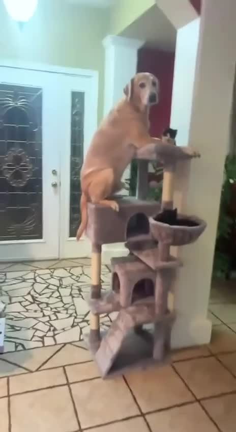 #животные #Милые #видео