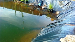 Пошаговое строительство пруда в огороде. Часть-2 Караси