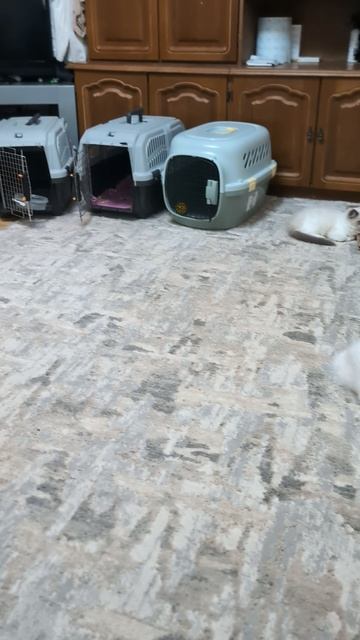 Котята породы рэгдолл Plushdollru