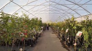 ФИЛЬМ О САДОВОМ ЦЕНТРЕ "КАВЕРИНО" 2025 г.