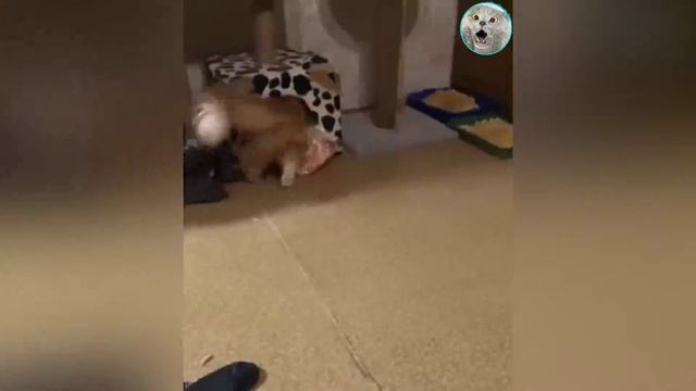 КОТЫ - БАЛБЕСЫ😼 СМЕШНЫЕ ЖИВОТНЫЕ🙀🐶🐷 Я РЖАЛ ПОЛ ЧАСА😂 смотреть онлайн