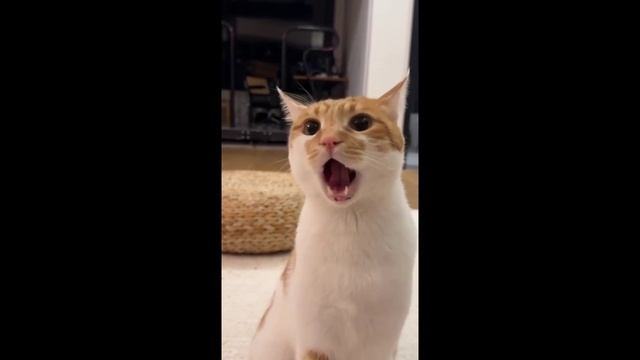 #смешныевидео -828 смотреть онлайн