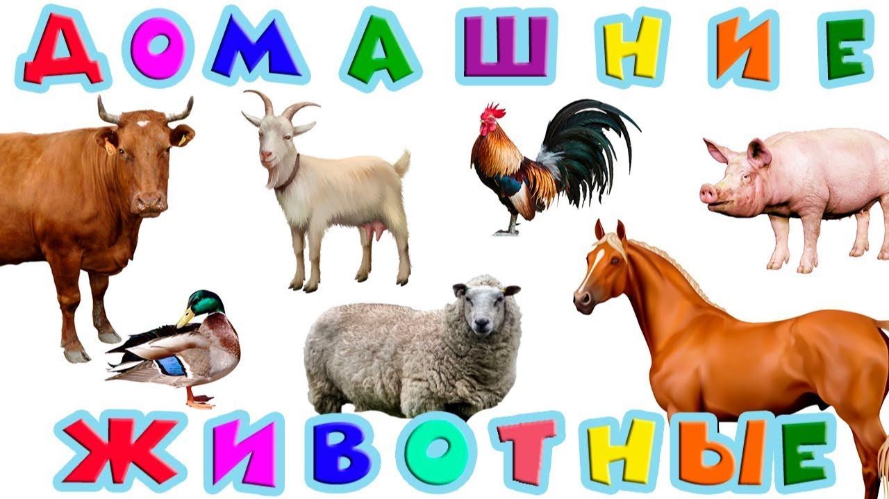 Учим Животных 🐷🐮 Домашние животные смотреть онлайн
