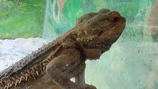 Бородатая агама смотреть онлайн