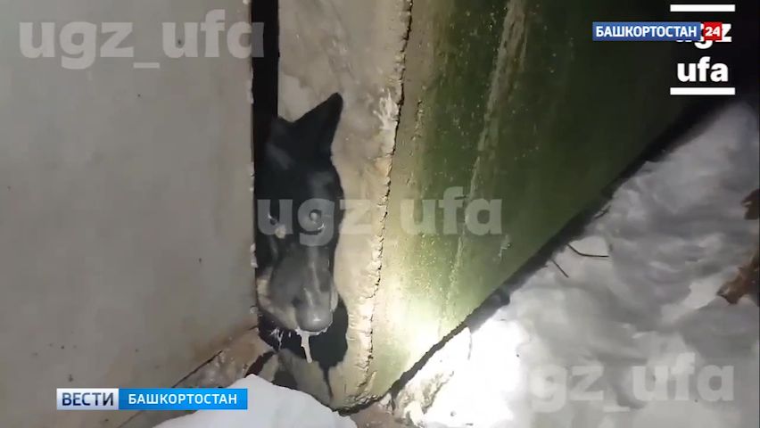 Попала в западню: уфимские спасатели вызволили собаку, которая застряла между гаражами смотреть онлайн