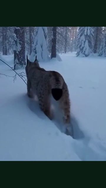 тайга дикаяприрода приключения матушкаприрода