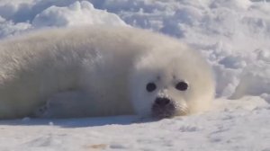 Милые бельки