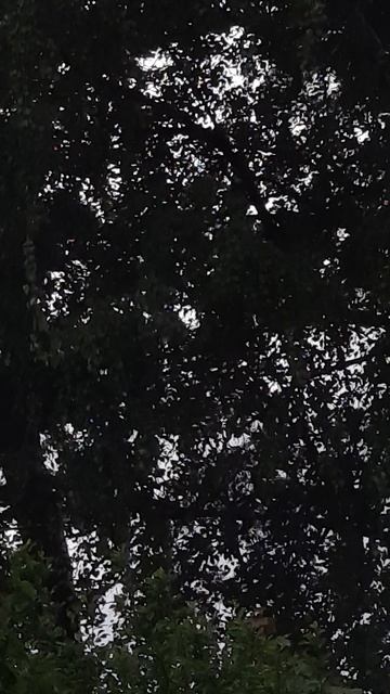 Листья шевелятся смотреть онлайн