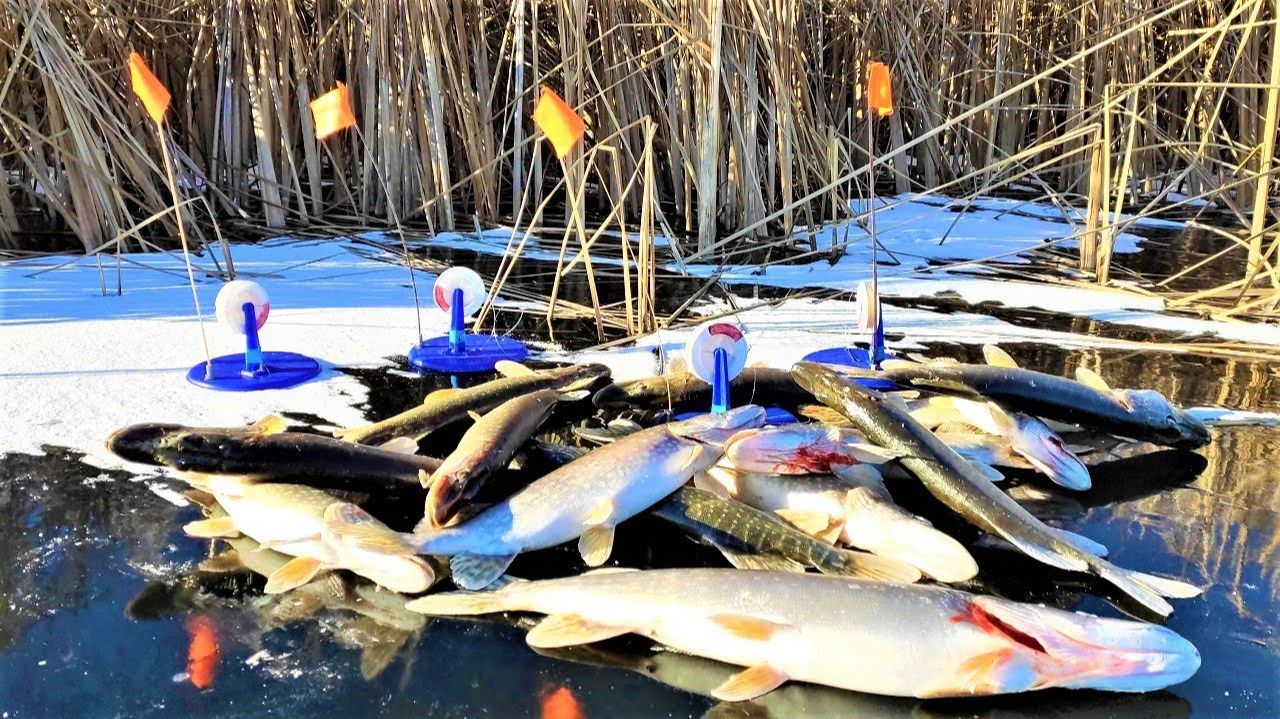 НАКИДАЛ КУЧУ РЫБЫ ЗА ПОЛЧАСА !!! Зимняя рыбалка на щуку жерлицами смотреть онлайн