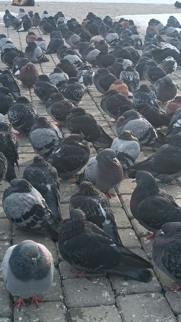 Голуби