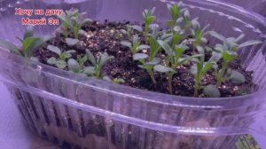 Обзор рассады шалфея, лаванды, армерии …